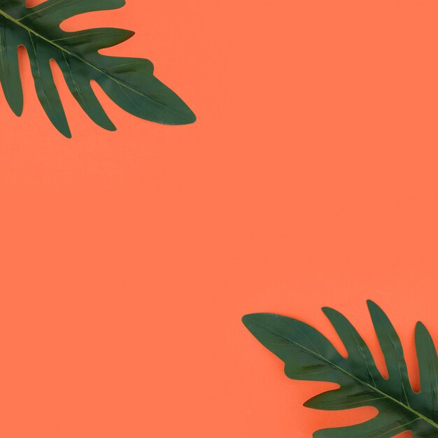 Tropical leaves on orange background