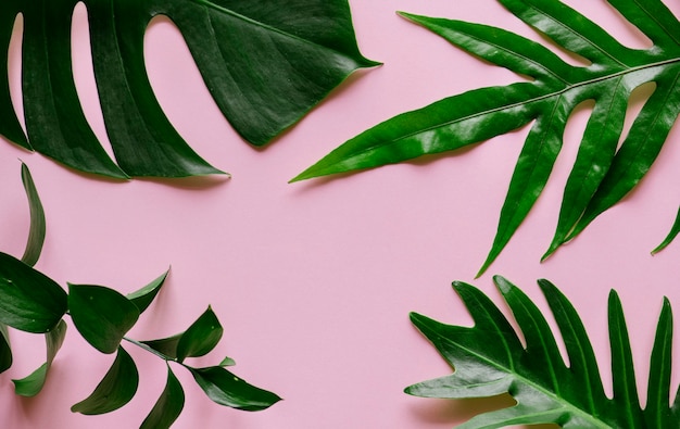 Tropical leaves on pink background