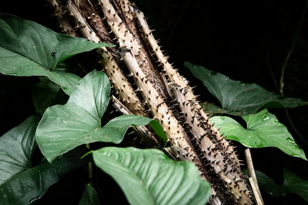 Foto gratuita foglie e piante tropicali con spine