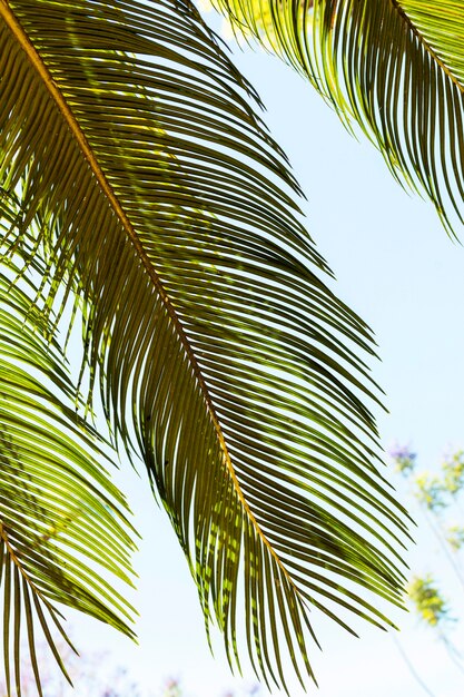 Tropical leaves in the sun outdoors