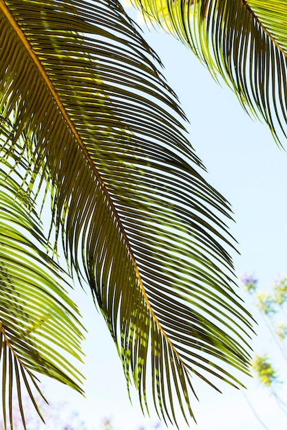 Tropical leaves in the sun outdoors