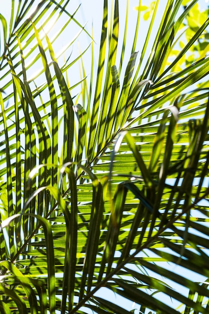 Тропические листья на солнце снаружи