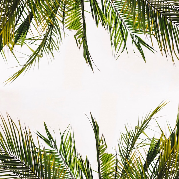 Free photo tropical leaves with space