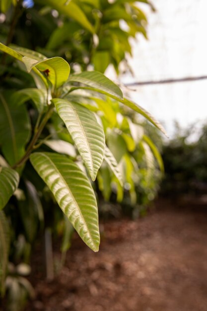 Tropical mango trees with delicious fruits