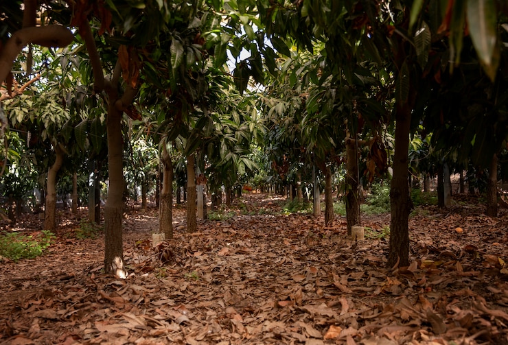 chris chan kiwi farms