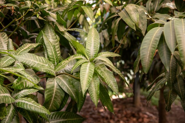 Tropical mango trees with delicious fruits