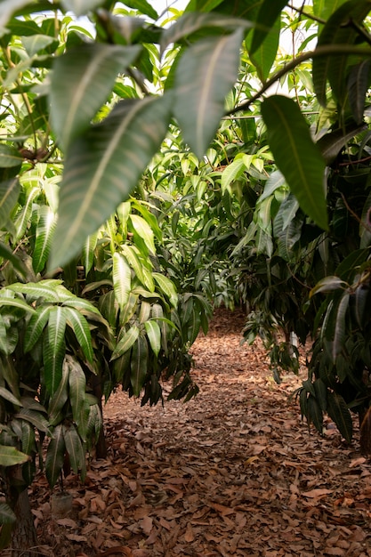 Tropical mango trees with delicious fruits