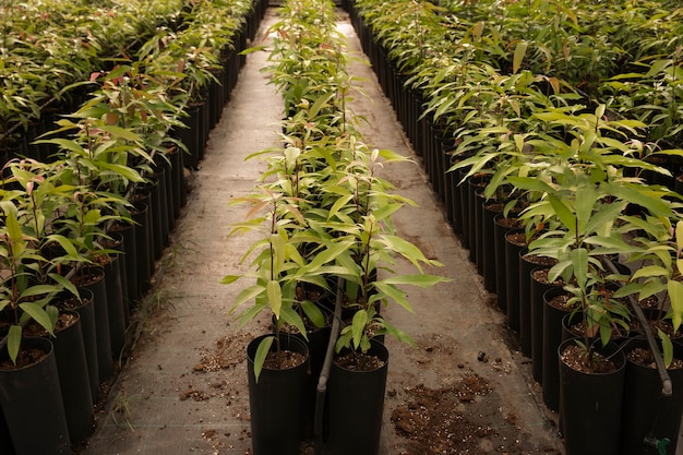 Tropical mango trees with green leaves