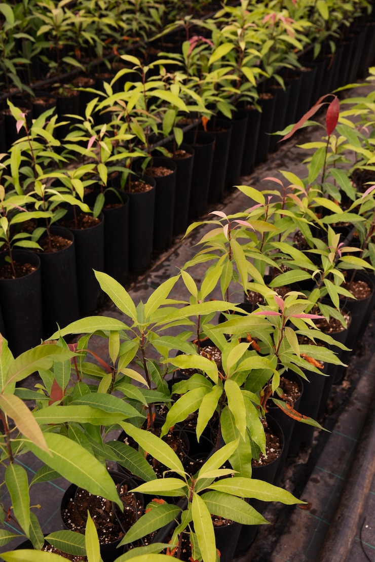 मुफ़्त फोटो tropical mango trees with green leaves