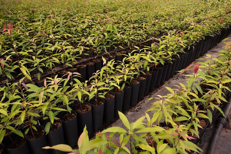 मुफ़्त फोटो tropical mango trees with green leaves