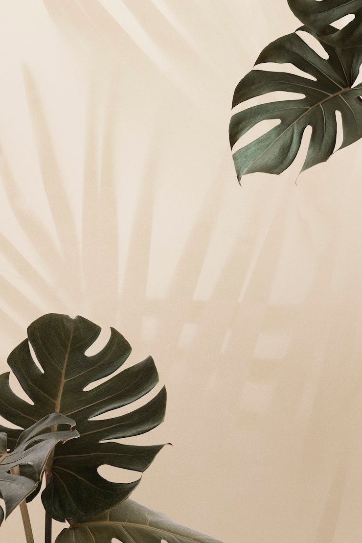 Free Photo tropical monstera leaves with palm leaves shadow