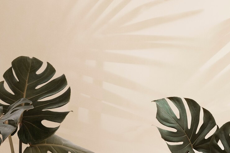 Free Photo tropical monstera leaves with palm leaves shadow