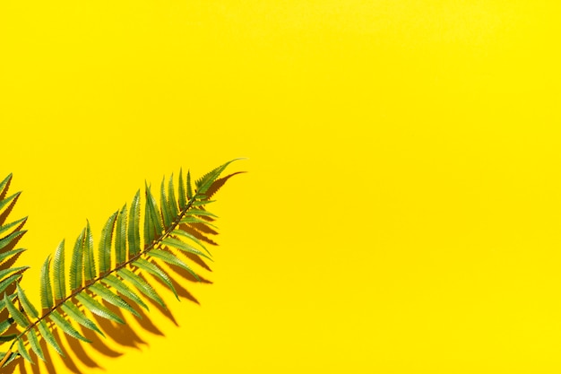 Tropical palm branches on colorful surface