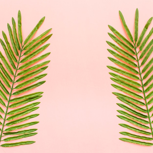Tropical palm leaves on light pink background