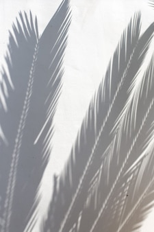 熱帯のヤシは、白い壁のテクスチャ背景に影を残します。夏の流行のコンセプト。