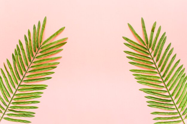 Free photo tropical palm leaves with copy space in the middle