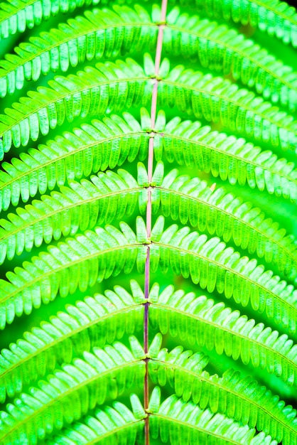 Foto gratuita parco tropicale primo piano pianta verde