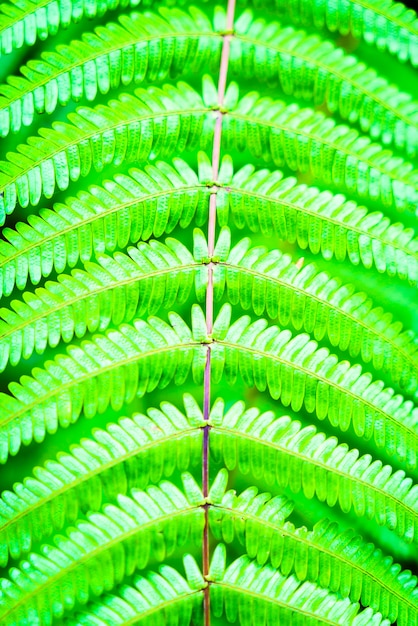tropical park closeup plant green