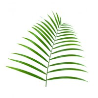 tropical plant diagonale holiday leaf palm