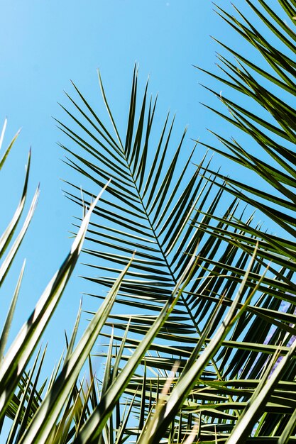 Tropical plant leaves