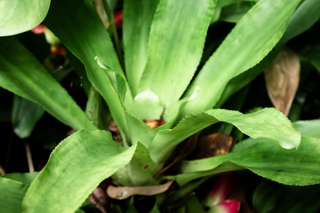 Tropical plant macro photography