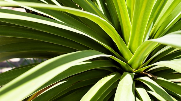 Тропическое растение с листьями