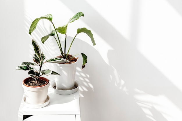 Tropical plants by a white wall with window shadow