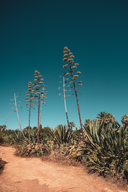 Free photo tropical plants and trees against the blue sky