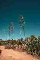 Foto gratuita piante tropicali e alberi contro il cielo blu