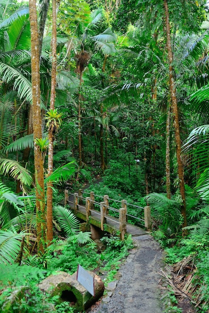 Free photo tropical rain forest in san juan