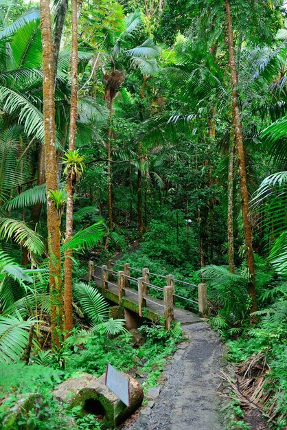 Tropical rain forest in San Juan