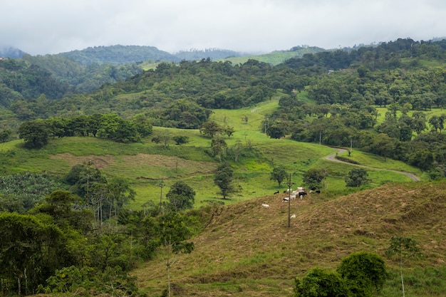 Тропический вид тропического леса в дождливую погоду в Коста-Рике