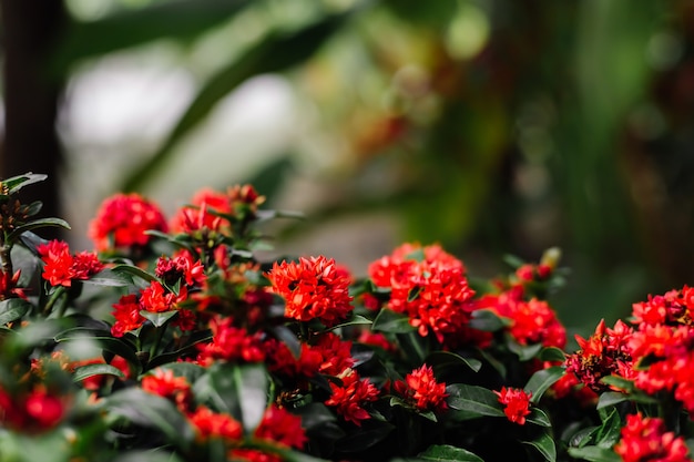 Tropical red flowers