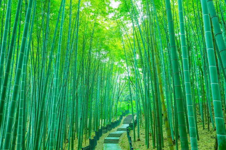 Free Photo tropical stick foliage grass green