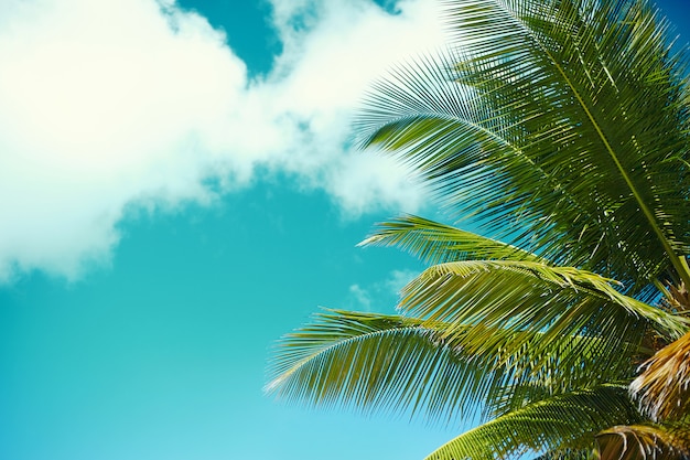 Tropical summer beach with palm leaf tree branch  sea and sky background