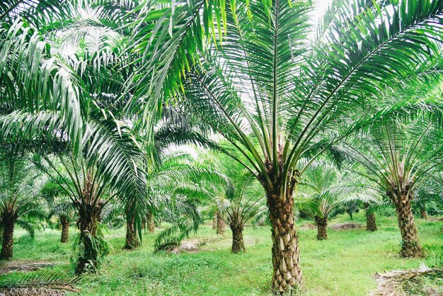 Тропическое дерево завод пальмовые поля природа сельскохозяйственная ферма плантация пальм, пальмовое масло сельскохозяйственных культур в зеленом