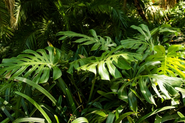 Tropical verdure and plants