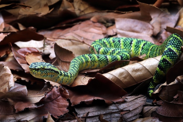 Free photo tropidolaemus wagleri snake camouflage on dry leaves viper snake