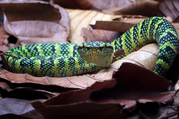 Tropidolaemus wagleri snake camouflage on dry leaves