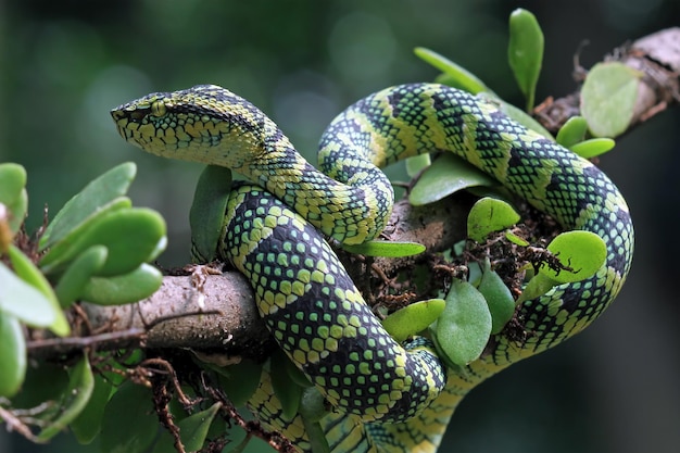 나뭇가지에 있는 Tropidolaemus wagleri 뱀 근접 촬영 바이퍼 뱀 아름다운 색 wagleri 뱀 Tropidolaemus wagleri