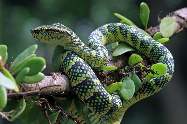 나뭇가지에 있는 Tropidolaemus wagleri 뱀 근접 촬영 바이퍼 뱀 아름다운 색 wagleri 뱀 Tropidolaemus wagleri