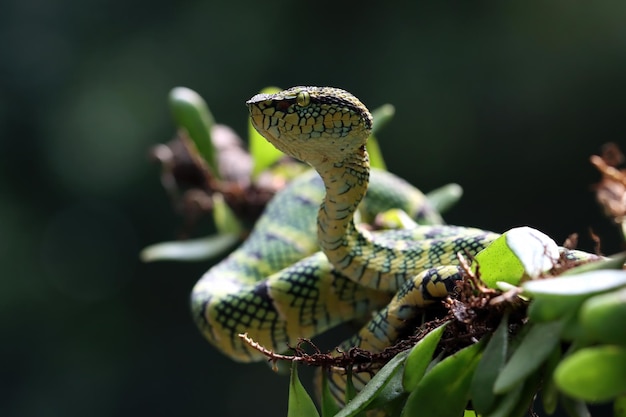 Крупный план змеи Tropidolaemus wagleri на ветке Крупный план змеи Viper