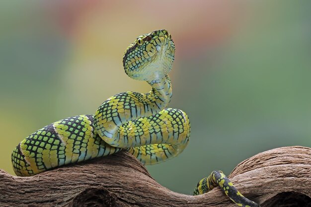 Tropidolaemus wagleri snake closeup on branch Viper snake