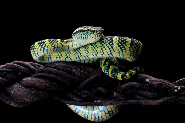 Змея Tropidolaemus wagleri крупным планом на ветке