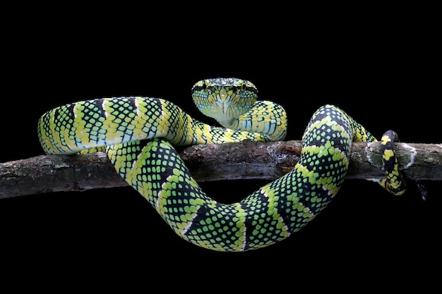 Бесплатное фото Крупный план змеи tropidolaemus wagleri на ветке змея гадюка