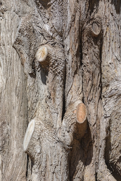 Trunk detail texture closeup