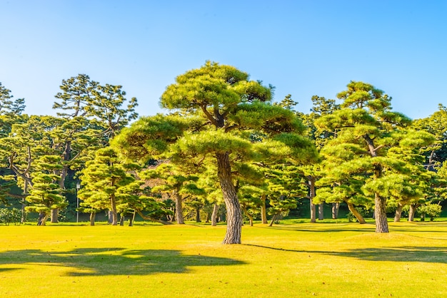 Trunk japan background small palace