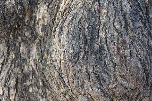 Trunk texture