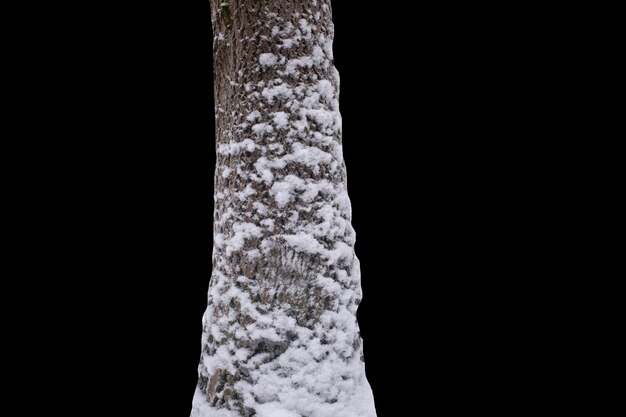 The trunk of a tree in the snow isolated on a black background. high quality photo