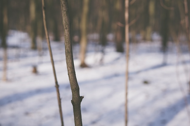 Foto gratuita tronco di un giovane albero nel bosco durante l'inverno